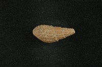 藏品(瘤蜷)的圖片